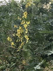 Verbascum galilaeum