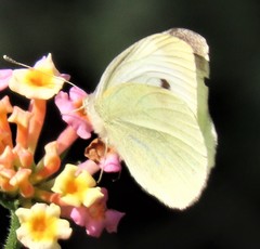 Pieris rapae