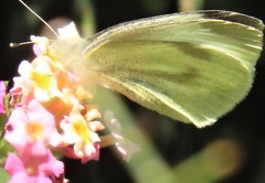 Pieris rapae