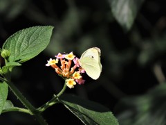 Pieris rapae