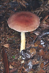 Stropharia formosa