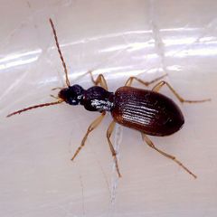 Oxypselaphus obscurus