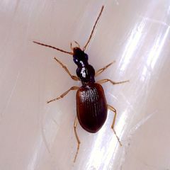 Oxypselaphus obscurus