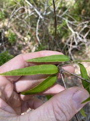 Leichhardtia fraseri