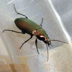Poecilus cupreus