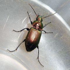Poecilus cupreus