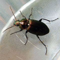 Poecilus cupreus