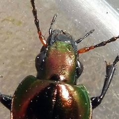 Poecilus cupreus