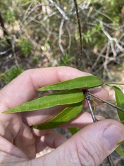 Leichhardtia fraseri