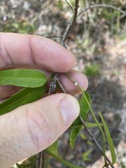 Leichhardtia fraseri
