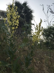 Verbascum galilaeum