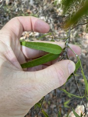 Leichhardtia fraseri