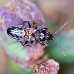 Macrodema microptera