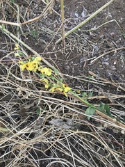 Verbascum galilaeum