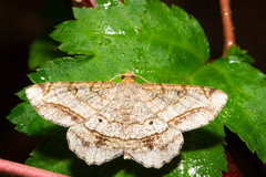Chiasmia hebesata