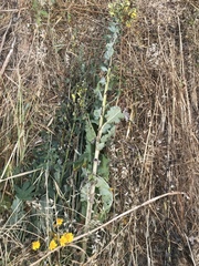Verbascum galilaeum