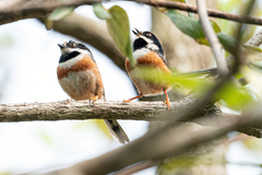 Aegithalos concinnus