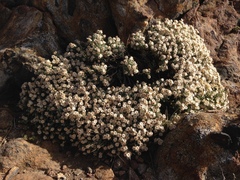 Ericameria cuneata macrocephala