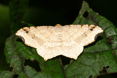 Macaria shanghaisaria