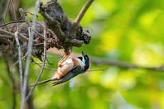 Aegithalos concinnus