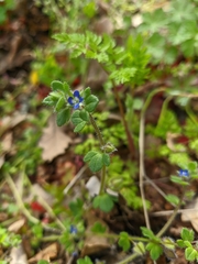 Veronica triloba