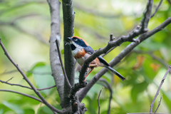 Aegithalos concinnus