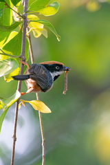 Aegithalos concinnus