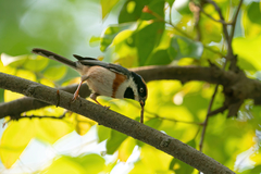 Aegithalos concinnus