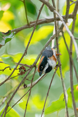 Aegithalos concinnus