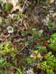 Cerastium ramosissimum
