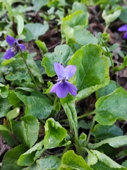 Viola odorata