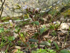 Cerastium ramosissimum