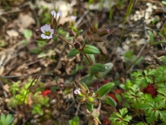 Cerastium ramosissimum