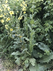 Verbascum galilaeum