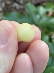 Acronychia wilcoxiana