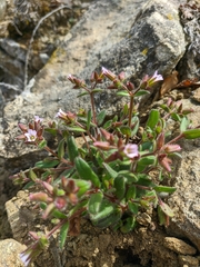 Cerastium ramosissimum