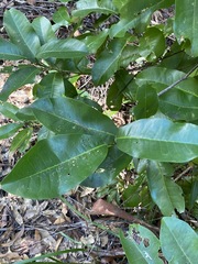 Acronychia wilcoxiana