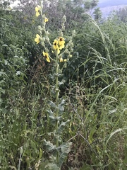 Verbascum galilaeum