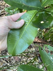 Acronychia wilcoxiana