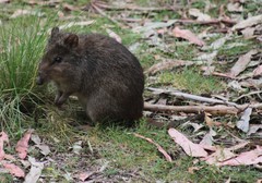 Potorous tridactylus