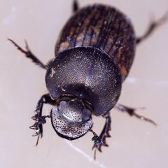 Onthophagus similis