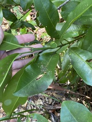 Acronychia wilcoxiana