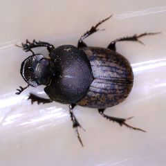 Onthophagus similis