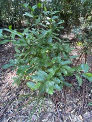 Acronychia wilcoxiana