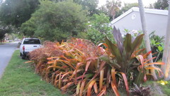 Aechmea blanchetiana