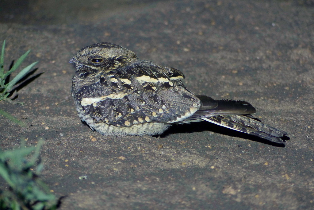 Square-Tailed Nightjar