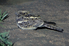 Square-Tailed Nightjar photo 1