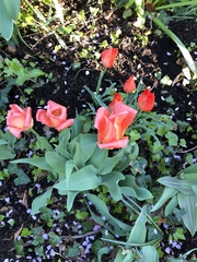 Tulipa gesneriana