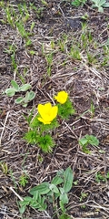 Adonis vernalis