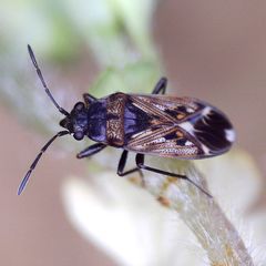 Peritrechus lundii